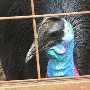 Westermann's cassowary  (Casuarius bennetti westermanni) - Drive Thru Park