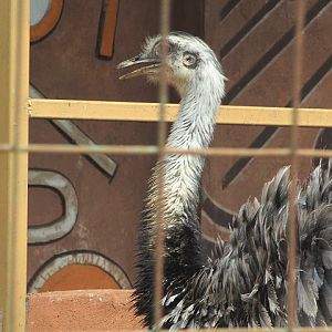 Argentian greater rhea  (Rhea americana albescens) - Drive Thru Park