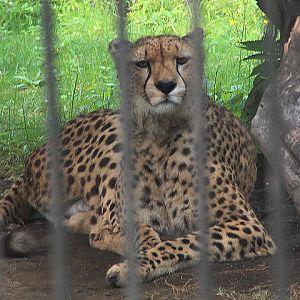 Southeast African cheetah  (Acinonyx jubatus jubatus) - Drive Thru Park