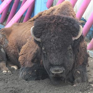 Plains bison (Bison bison bison) - Drive Thru Park