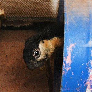 White-cheeked giant squirrel (Ratufa bicolor leucogenys) - Drive Thru Park