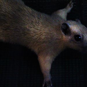 Bocourt's squirrel (Callosciurus finlaysonii bocourti) - Drive Thru Park