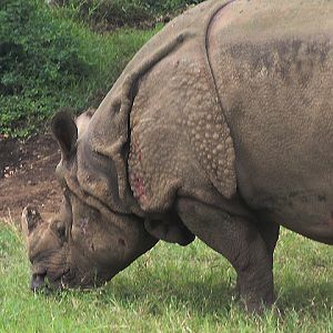 "Bertus" the Indian rhinoceros (Rhinoceros unicornis) - Drive Thru Park