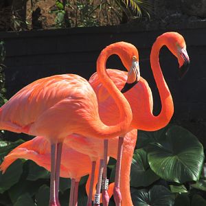 Caribbean flamingo (Phoenicopterus ruber ruber)
