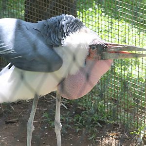 Marabou stork (Leptoptilos crumenifer)