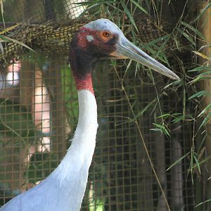 Indian sarus crane (Antigone antigone antigone)