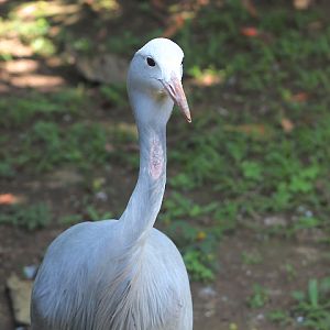 Blue crane (Grus paradisea)