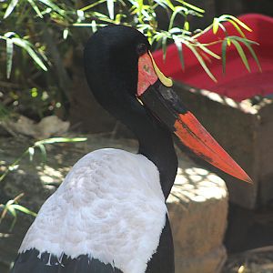 Saddle-billed stork (Ephippiorhynchus senegalensis)