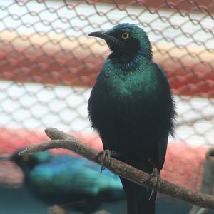 Miombo blue-eared starling (Lamprotornis elisabeth)