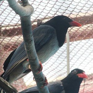 Large-billed blue magpie (Urocissa erythroryncha magnirostris)