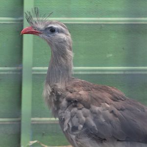 Red-legged seriema (Cariama cristata)