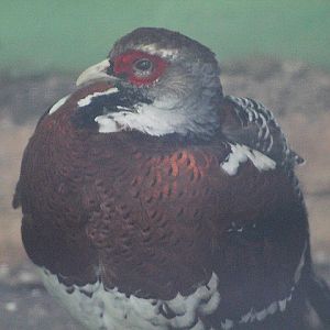 Elliot's pheasant (Syrmaticus ellioti)