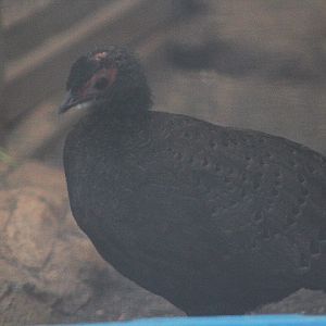 Germain's peacock-pheasant (Polyplectron germaini)