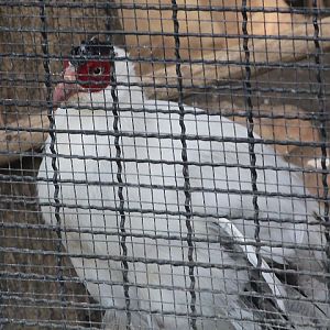 Tibetan white-eared pheasant  (Crossoptilon crossoptilon drouynii)