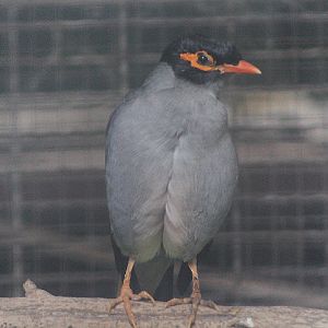 Bank myna (Acridotheres ginginianus)