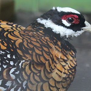 Reeves's pheasant (Syrmaticus reevesii)