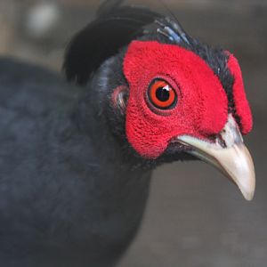 Siamese fireback (Lophura diardi)