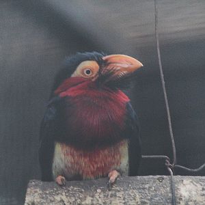 Bearded barbet (Pogonornis dubius)