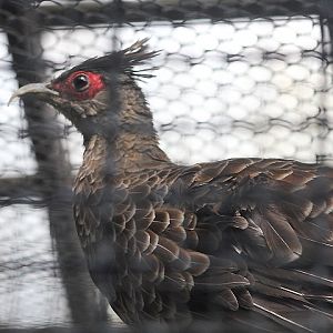 White-crested kalij (Lophura leucomelanos hamiltonii)