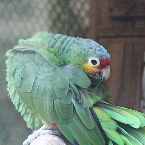 Red-lored amazon (Amazona autumnalis autumnalis)