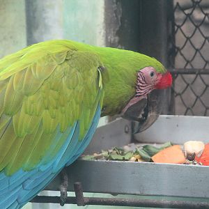 Northern Buffon's macaw (Ara ambiguus ambiguus)