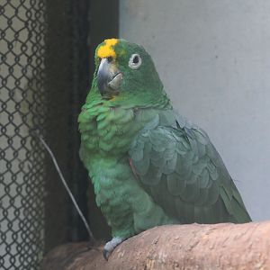 Chapman's mealy amazon (Amazona farinosa 'chapmani')
