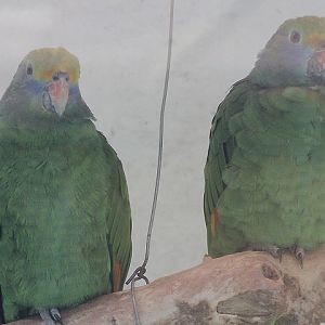 Blue-cheeked amazon (Amazona dufresniana)