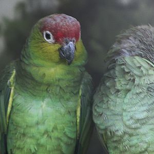 Lilacine amazon (Amazona autumnalis lilacina)