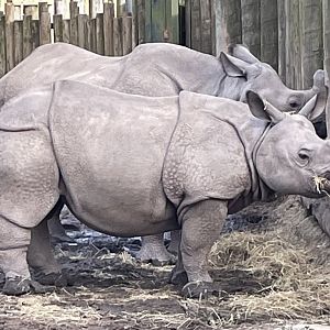 Greater One-Horne Rhino and Young