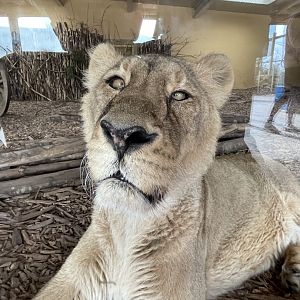 Female Asiatic Lion Close-up