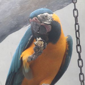 Blue-throated macaw (Ara glaucogularis)