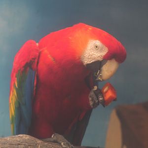 South American scarlet macaw (Ara macao macao)
