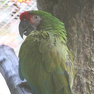 Mexican military macaw (Ara militaris mexicana)