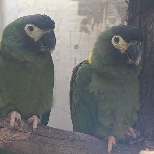 Golden-collared macaw (Primolius auricollis)