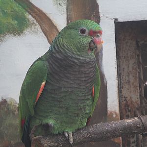 Vinaceous-breasted amazon (Amazona vinacea)