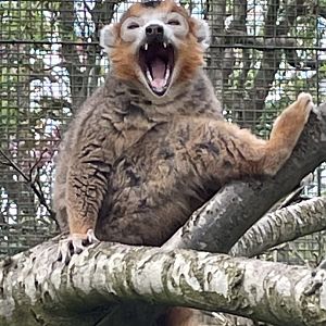 Yawning Crowned Lemur