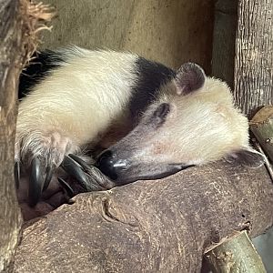 Sleeping Southern Tamandua