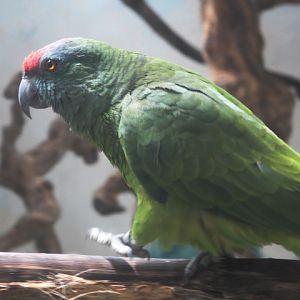 Bodinus' festive amazon (Amazona festiva bodini)