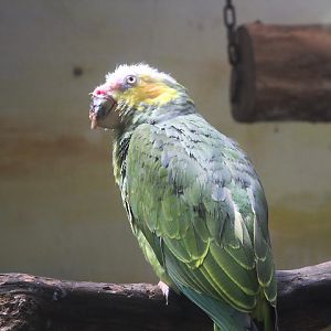 Yellow-faced amazon (Alipiopsitta xanthops)