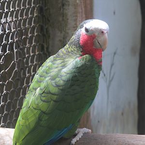 Cuban amazon (Amazona leucocephala leucocephala)