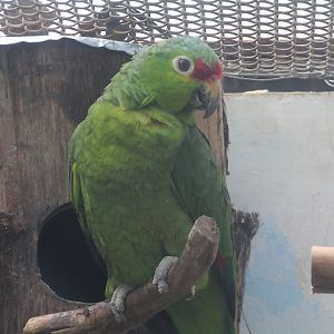 Salvin's amazon (Amazona autumnalis salvini)
