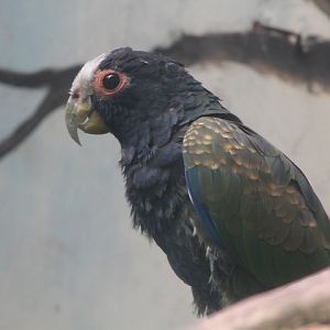 White-crowned parrot (Pionus senilis)