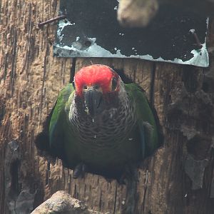 Rose-fronted conure (Pyrrhura roseifrons roseifrons)