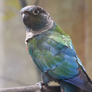Crimson-bellied conure (Pyrrhura perlata)