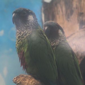 Painted conure (Pyrrhura picta)