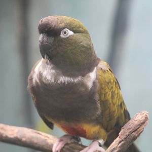Chilean burrowing parrot (Cyanoliseus patagonus bloxami)