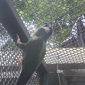 Blue-winged macaw (Primolius maracana)