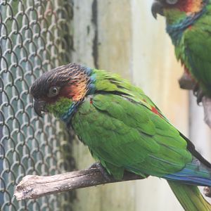 Ochre-marked conure (Pyrrhura cruentata)
