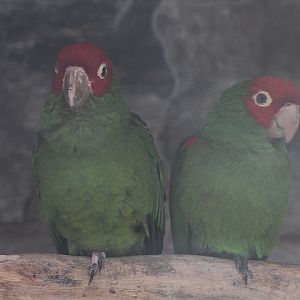 Red-masked conure (Psittacara erythrogenys)