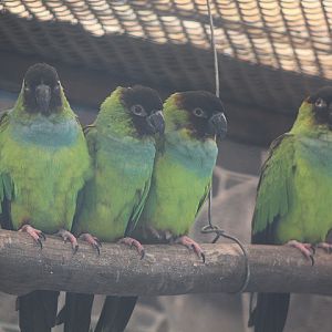 Nanday conure (Aratinga nenday)